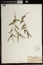 Image result for Corchorus kirkii