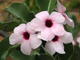 Image result for Hermbstaedtia fleckii