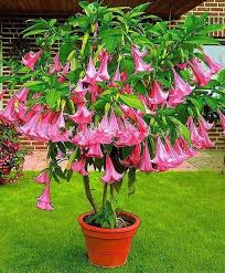 Flowering plants, however, are only suitable for very sunny locations in the house or need artificial plant light to flower. Pink Angel Trumpet Tree Seeds Angel Trumpet Plant Flowering Trees Bonsai Flower
