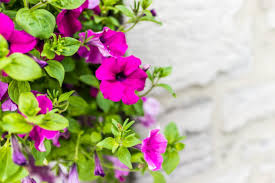 If you've got an overgrown pothos plant or are looking for an easy way to get more plants, propagation via cuttings if the best way to go! How To Grow Calibrachoa From Cuttings Taking Cuttings Of Calibrachoa Plants