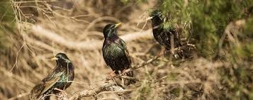 And i can click my bones on purpose, dont think animals can. Laws And Enforcement In Your Community Help Topics Bc Spca