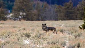 Beautiful black wolves in the forest