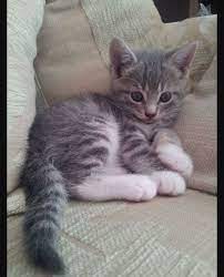 We try to be as professional as possible to provide you the best picture on the internet, you can share or pass this on. Back To You Grey Tabby Cats Grey Tabby Kittens Grey Kitten