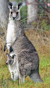 Marsupial Gallery A Pouchful Of Cute Kangaroo Mother And Baby Animals Animals