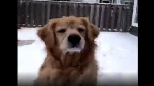 See more of golden retriever puppies on facebook. Pets News Videos Abc News