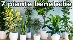 Nomi, foto e coltivazione delle piante da appartamento, schede per ogni tipologia di pianta e consigli utili anche per le verdi e con fiori. 7 Piante Benefiche Da Appartamento Che Ti Fanno Stare Meglio Youtube