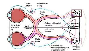 Pupillary Light Reflex Ophthalmology Medical Training Parasympathetic Eye Function