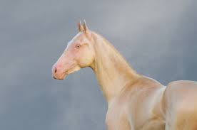 We did not find results for: Pro Tv Cei Care L Au Vazut Spun Ca E O Creatura Magica Cum Arata Cel Mai Frumos Cal Din Lume