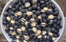 Image result for Mucuna