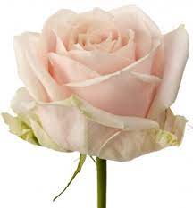 Avalanche+® roses are famous for their luxurious personality which fits both romantic bridal work and modern boho arrangements. Sweet Avalanche