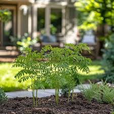 Image result for Acacia dealbata