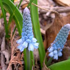 Image result for Hyacinthaceae