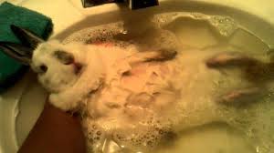 We wouldn't recommend that you just look after a newborn bunny babies without owning a rabbit in the past. Bunny Taking A Bath Youtube
