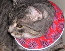 Birdsbesafe Bird Safe Cat Collar Emmy Showing Her Western Side Here S Our Popular Cowboy Paisley Birdsbesafe Cat Collar Cover With Reflective Trim Patent Pending Goo Cat Collars Cats Birds