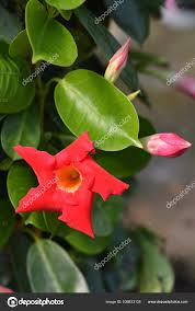 Image result for mandevilla obrázek