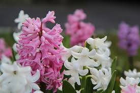 A desert bloom is a climatic phenomenon that occurs in various deserts around the world. Learn How Simple It Is To Grow Your Own Heavenly Hyacinth In South Africa