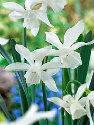 From Blue Stone Perennials Daffodil Thalia Narcissus Triandrus Style Daffodils Fall Plants Thalia