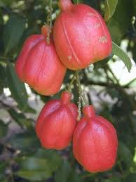 United For Jamaica Fruits Exotiques Recettes Aux Fruits Fruits Et Legumes
