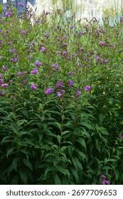 Image result for Vernonia colorata