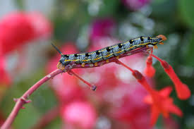 Bright, garish colors which are like danger signs in nature saying i taste awful or i am loaded with poison. Caterpillar Crawling On A Fuchsia Minnesota Prairie Roots