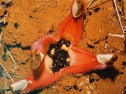 Image result for Hydnora