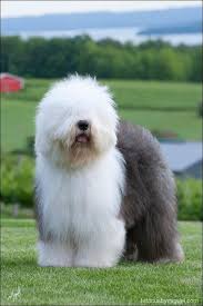 Dog Lovely Image Fluffy Dog Breeds Fluffy Dogs Dog Breeds