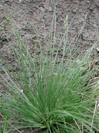 Image result for Fimbristylis quinquangularis