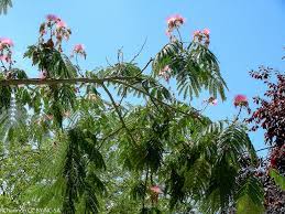 The mimosa is a fast growing, flowering tree with tropical flair and unique pink pom pom blooms. Mimosa Invasive Exotic Plants Of North Carolina Inaturalist