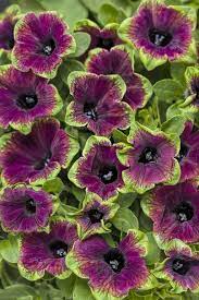 Supertunia Picasso In Burgundy Petunia Hybrid Petunia Flower Container Flowers Flower Planters