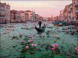 Lotus flowers lotuses are found in white and pink colors in general and they grow in shallow and murky waters. Venice Lotus Flowers By Robert Jahns Lumas