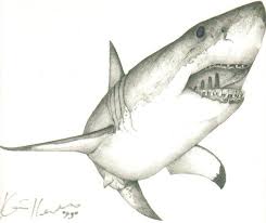 Black And White Shark Design Great White Shark By Kh Fx On Deviantart Shark Drawing Shark Art Great White Shark Drawing