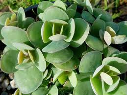 Image result for Kalanchoe rotundifolia