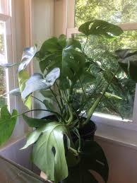 Of all the house plants, monstera deliciosa might just be the most stunning. If My Monstera Has Damaged Leaves Should I Leave Trim At Base Of Lead Of Trim At Base Of Stem Houseplants