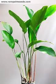 Image result for Sarcophrynium