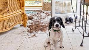 If you surrender a dog can you adopt again. Before You Return That Rescue Dog To The Shelter Dogtime