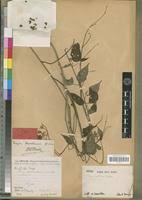 Image result for Tragia okanyua