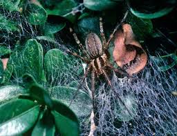 A black widow spider belongs to the arachnid family, it has no back bone. Zoologger Female Spider Kills Male To Attract A Mate New Scientist