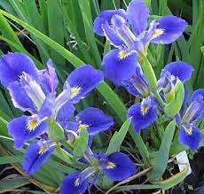 Louisiana Iris Lake Sylvia Louisiana Iris Showy Flowers Iris Art