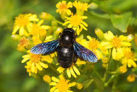 Blaue Holzbiene Tierischer Hingucker Im Garten Wildbienen Bienen Holzbiene