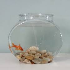 Can Goldfish Live In A Bowl Without A Filter Cuteness Goldfish Pet Goldfish Goldfish Bowl