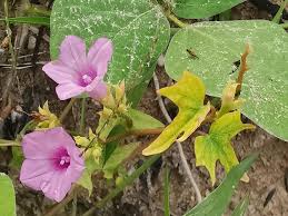 Image result for Ipomoea lapathifolia