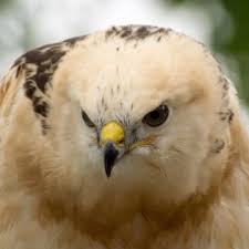 Werkt ook op jouw mobiele telefoon! Buizerds Settels Roofvogels Valkerij