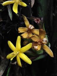 Image result for Curculigo latifolia