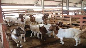 Dalam usaha peternakan kambing peranakan etawa, terlebih lagi jika pemeliharaan dengan jumlah besar, kambing memerlukan perhatiaan yang cukup serius. Berapa Modal Penternakan Kambing