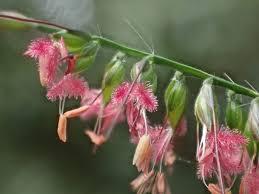 Image result for Oplismenus compositus