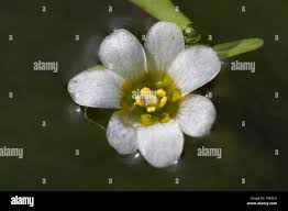 Image result for Cabombaceae