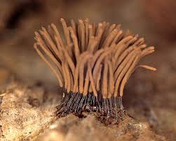 Image result for Stemonitis fusca
