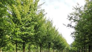 L'acer campestre elsrijk è una varietà selezionata di acero campestre che ne ha migliorato il portamento.questo cultivar si differenzia principalmente per la chioma ovaliforme e compatta. Acer Campestre Elsrijk Treeebb Baumsuchmaschine Im Internet Baumschule Ebben