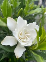 Image result for Gardenia