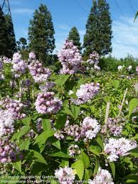 Image result for Deutzia hybrida Pink Pompon